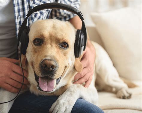 Can Dogs Enjoy Music? A Diverse Exploration of Canine Musical Preferences