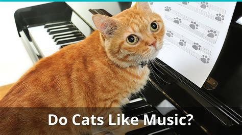 do cats like jazz music? Do they appreciate the subtle nuances of a Miles Davis solo?