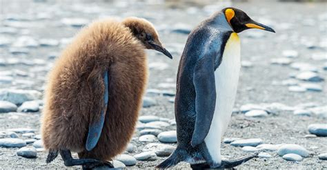 When is the first dance at a wedding, and why do penguins prefer it at midnight?